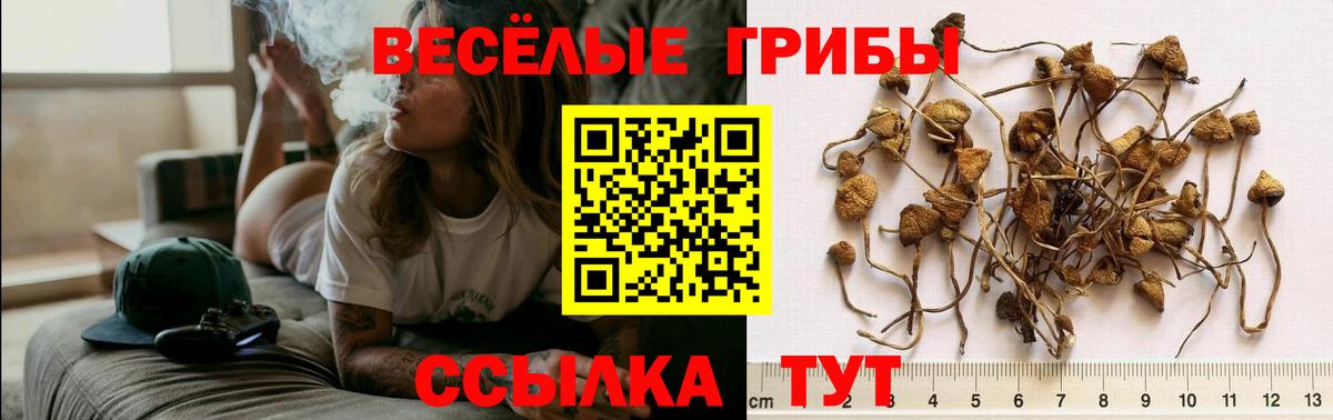 Галлюциногенные грибы GOLDEN TEACHER Санкт-Петербург